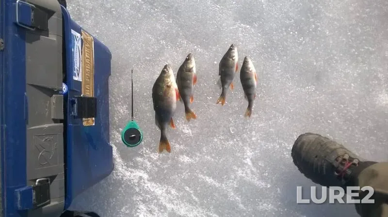 Perch — Rybinskoye, Mar 13, 2015