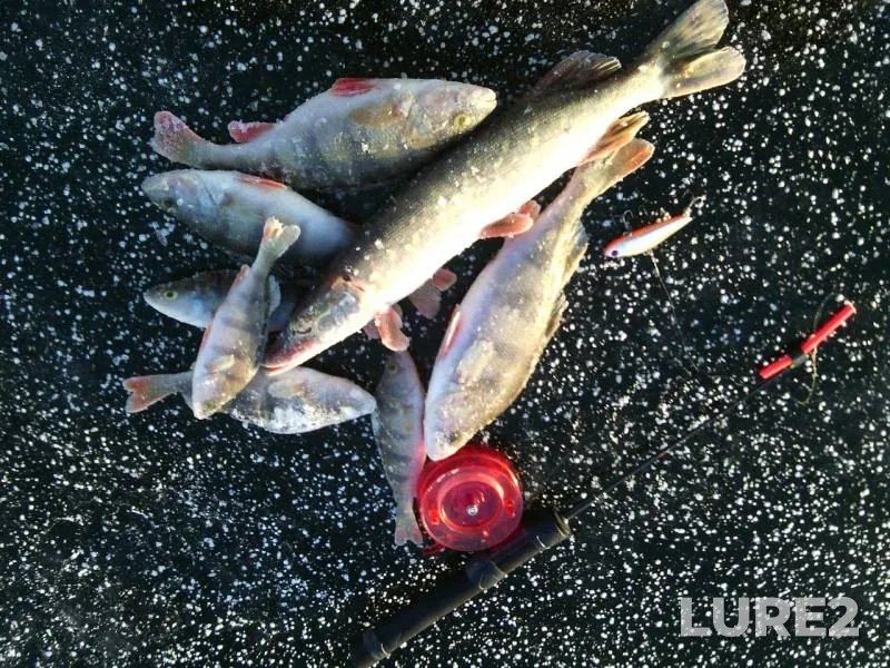Perch, Pike — Volga, Nov 30, 2014