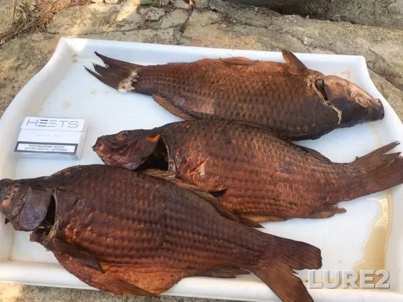 Carp — Ozerna, Oct 14, 2019