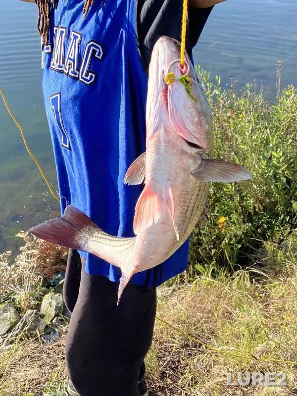 Striped bass — San Francisco Bay, Jul 03, 2020, 4:30 PM