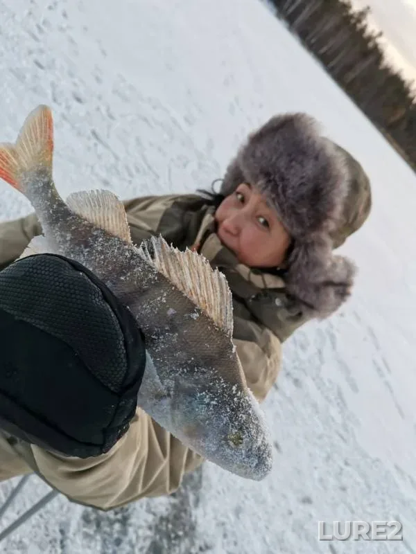 Perch — Kotokel, Nov 15, 2019