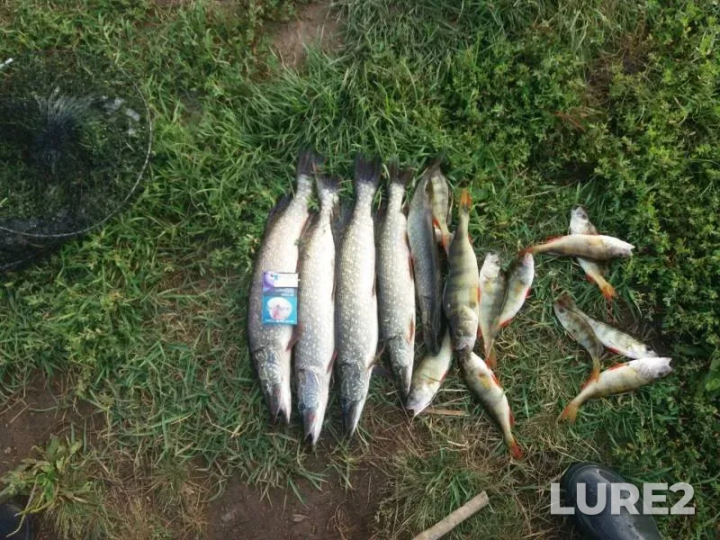 Perch, Pike — Torma, Aug 08, 2019
