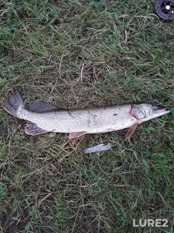 Pike — Uda, Aug 18, 2019