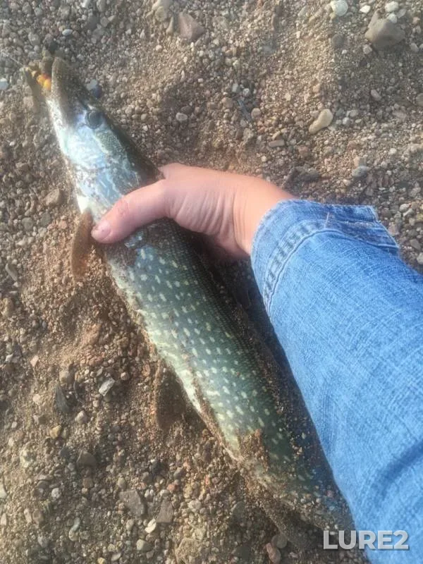 Pike — Uda, Aug 30, 2019