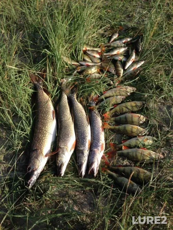 Perch, Pike — Gusinoye, Sep 01, 2019
