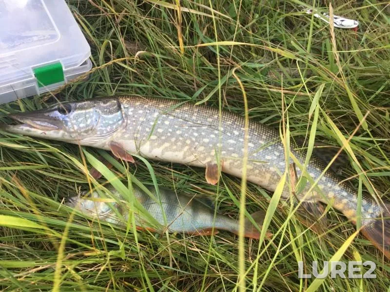 Perch, Pike — Uda, Sep 04, 2019