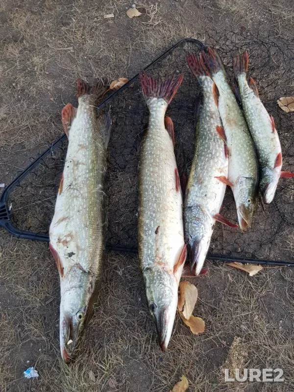 Pike — Gusinoye, Oct 15, 2019
