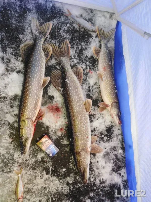 Pike — Torma, Nov 16, 2019