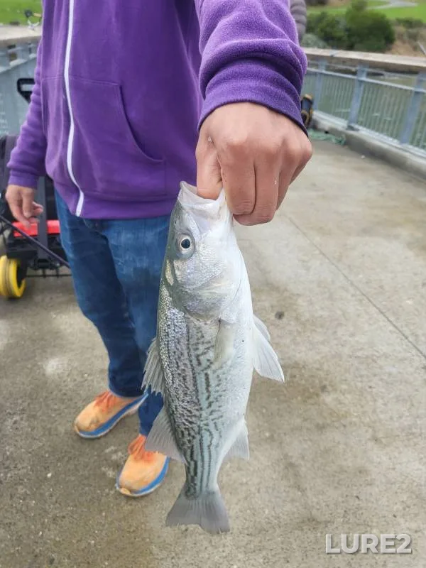 Striped bass — San Francisco Bay, Jun 15, 2019, 10:48 AM