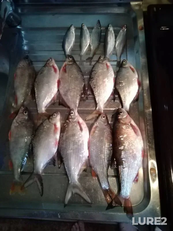 Roach, White bream — Sura, Jun 24, 2019