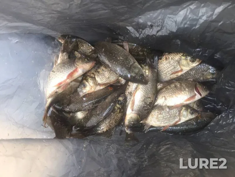 Crucian carp — Ivolga, Jun 16, 2019