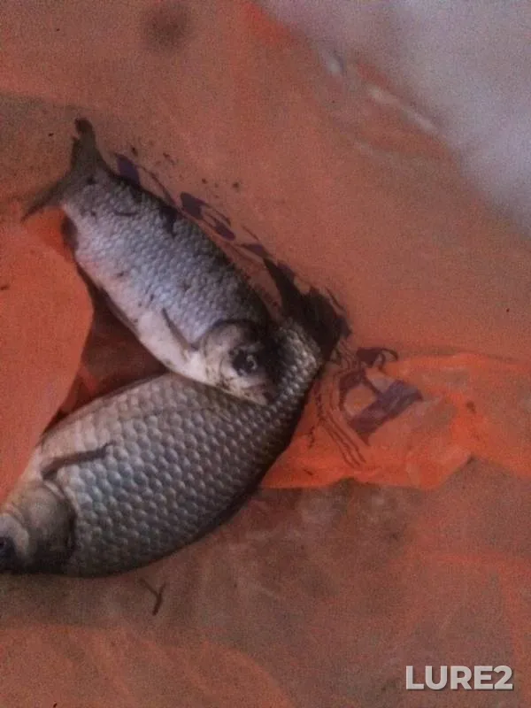 Crucian carp — protoka Zaboka, May 03, 2019