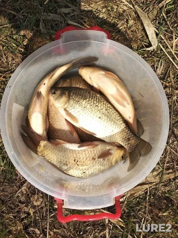 Crucian carp — Penzenskaya oblast, Kamenskiy rayon, Apr 26, 2019