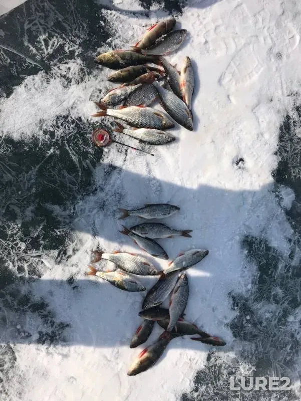 Perch, Roach — Gusinoye, Mar 24, 2019