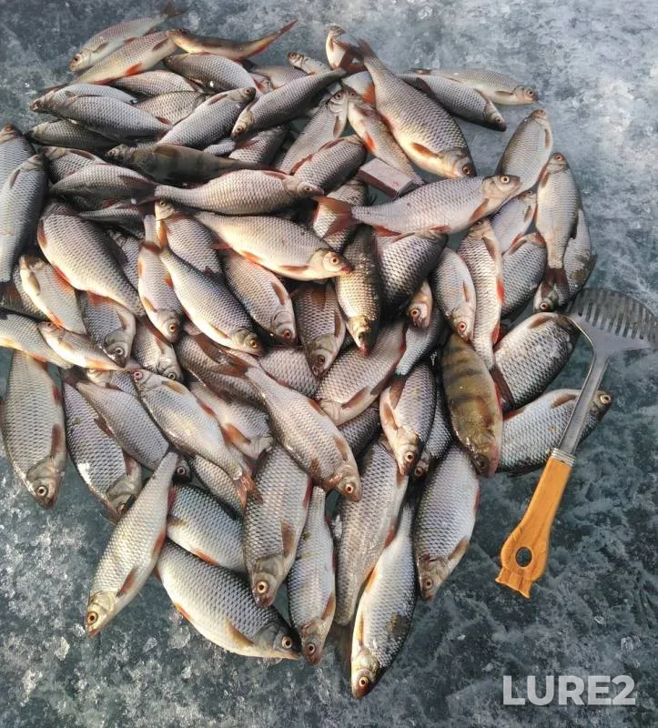 Perch, Roach — Gusinoye, Mar 31, 2019