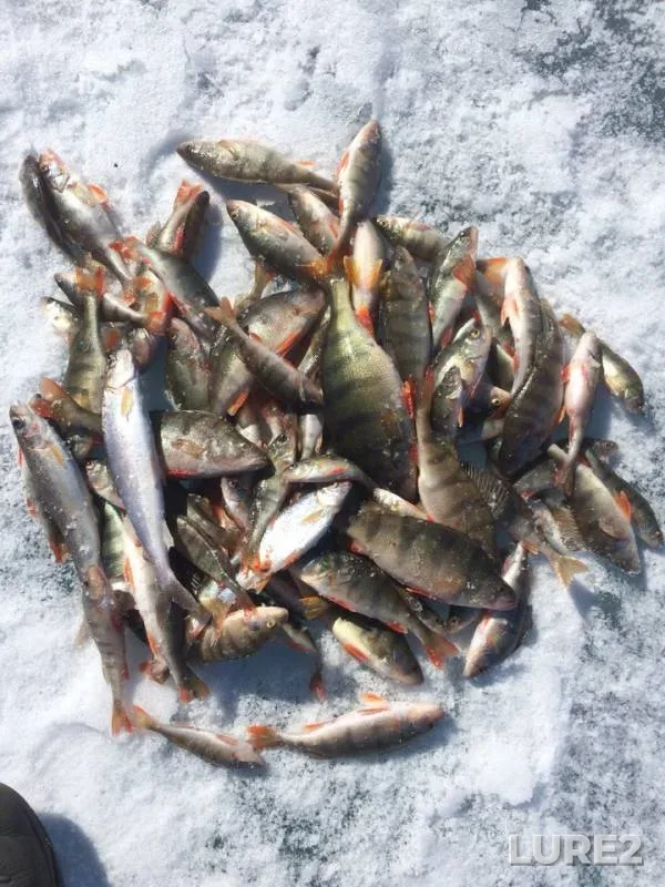 Perch — Baykal, Apr 06, 2019