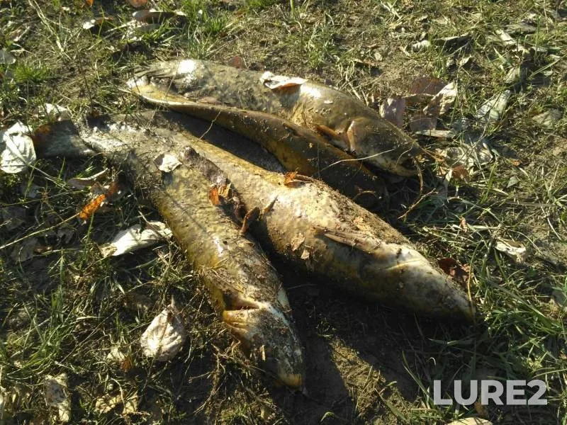 Burbot — Selenge gol, Apr 30, 2019