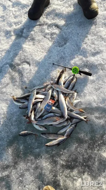 Perch — Turka, May 05, 2019