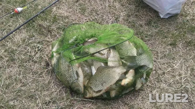 Crucian carp — Selenge gol, May 16, 2019