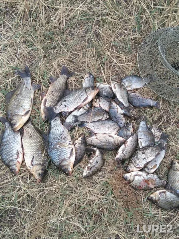 Crucian carp — Selenge gol, May 18, 2019