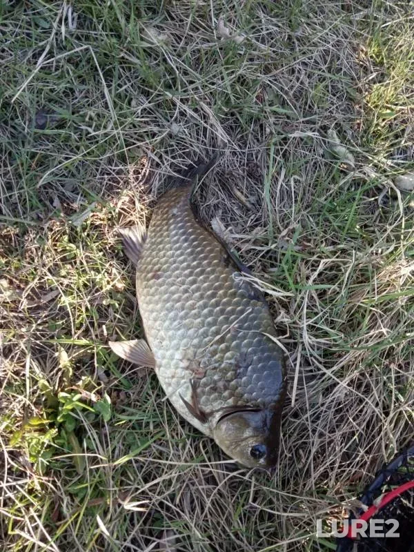 Crucian carp — Selenga, May 19, 2019