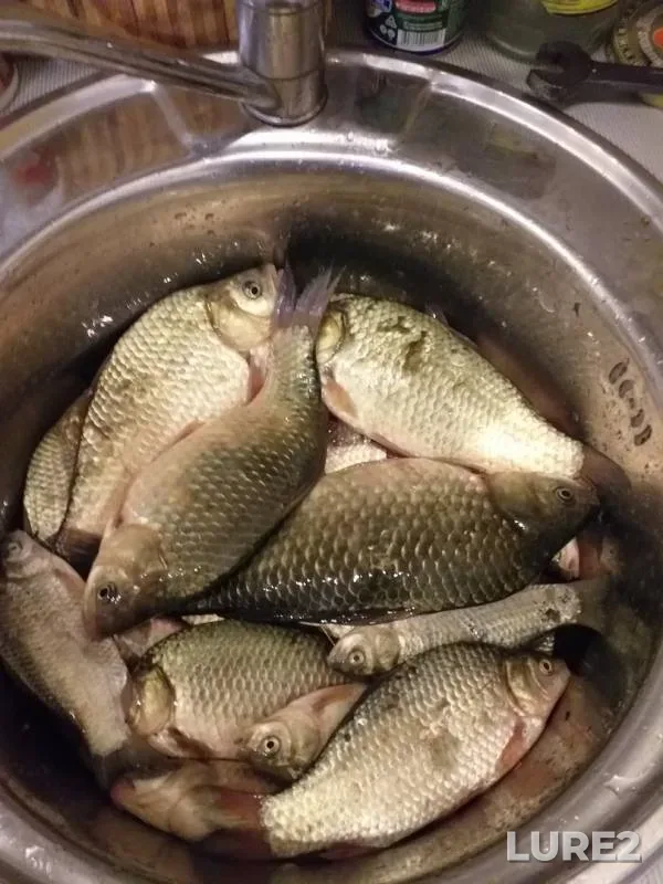 Crucian carp — Selenga, May 23, 2019