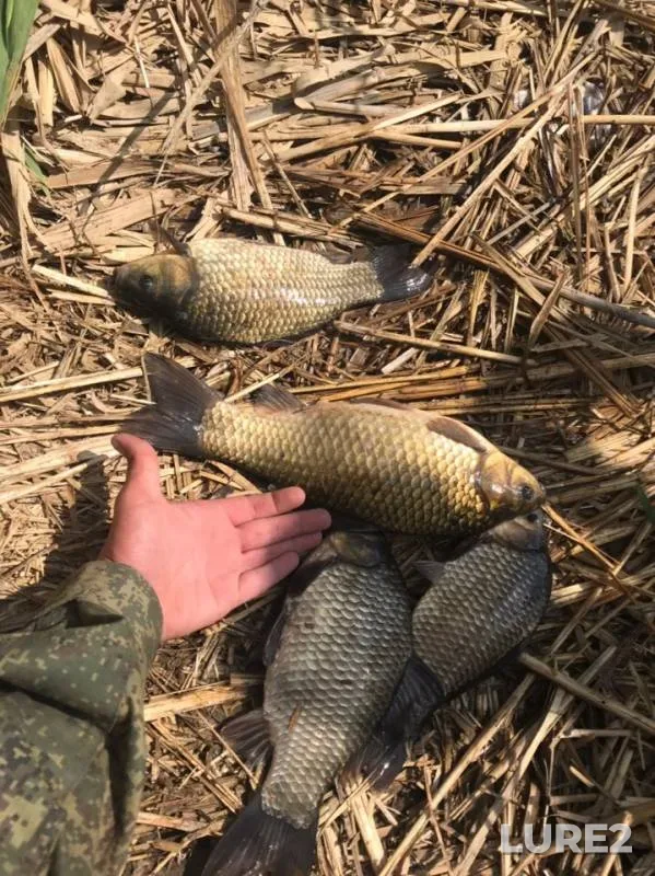 Crucian carp — Karpovka, May 27, 2019
