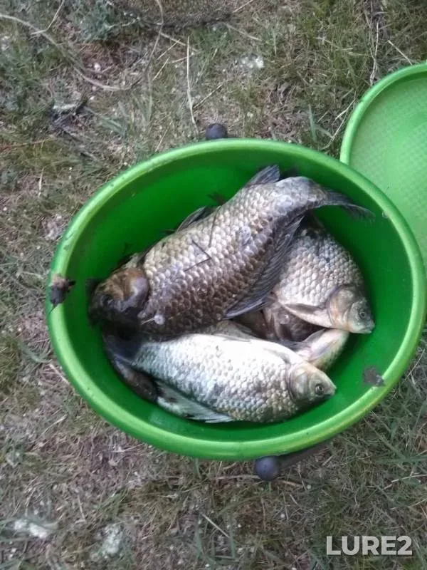 Crucian carp — Selenge gol, May 28, 2019