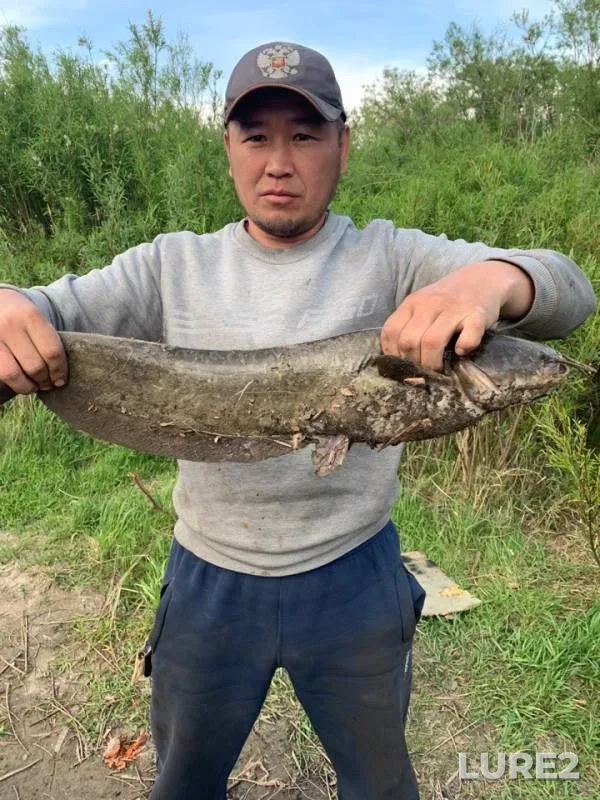 Wels catfish — Selenge gol, Jun 02, 2019