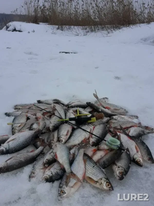 Roach — Shnayevo, Mar 16, 2019
