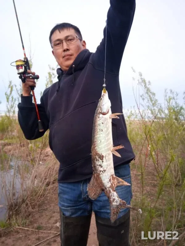 Perch, Pike — protoka Zaboka, Jun 06, 2019