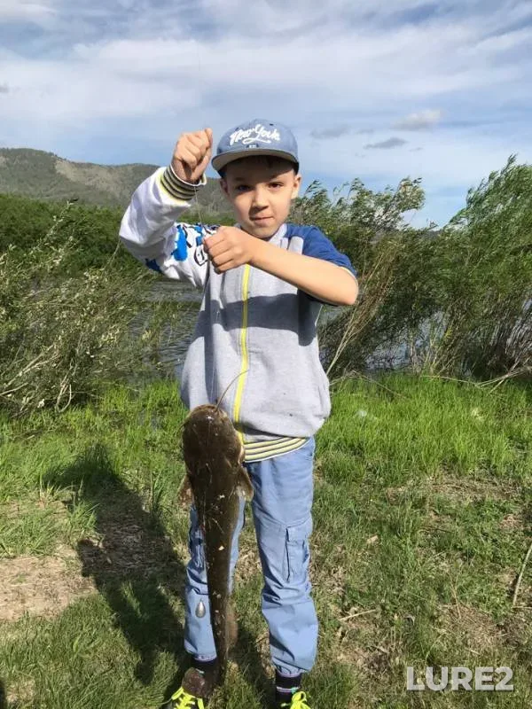 Wels catfish — Utochkina, Jun 17, 2019