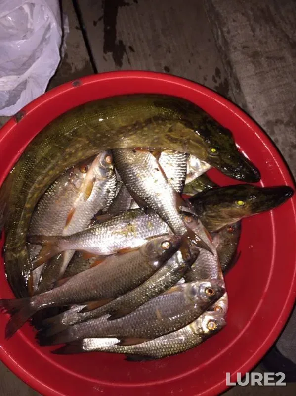 Pike, Roach — Kolok, Jun 23, 2019