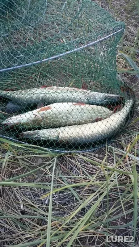 Perch, Pike — Gusinoye, Jul 09, 2019