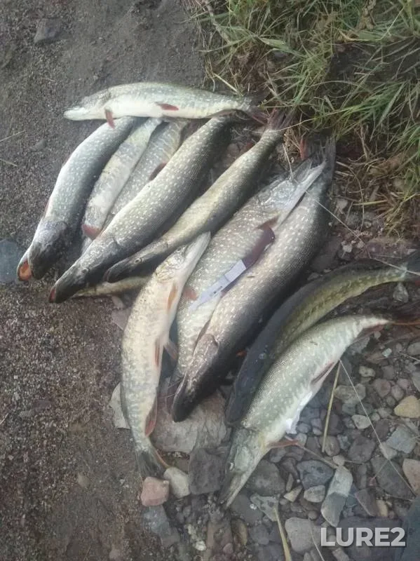 Pike — Gusinoye, Jul 11, 2019