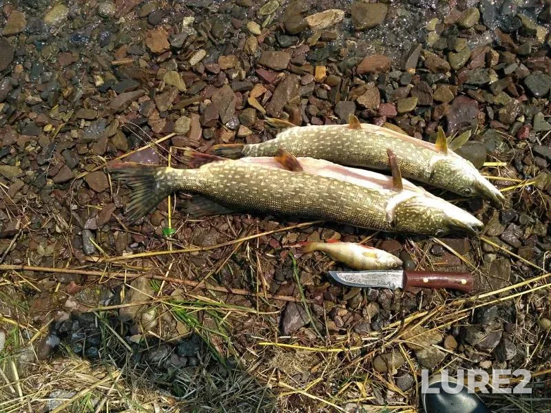 Perch, Pike — Gusinoye, Jul 13, 2019