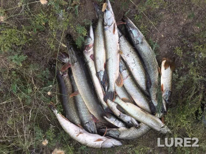 Perch, Pike — Respublika Buryatiya, Barguzinskiy rayon, Jul 28, 2019