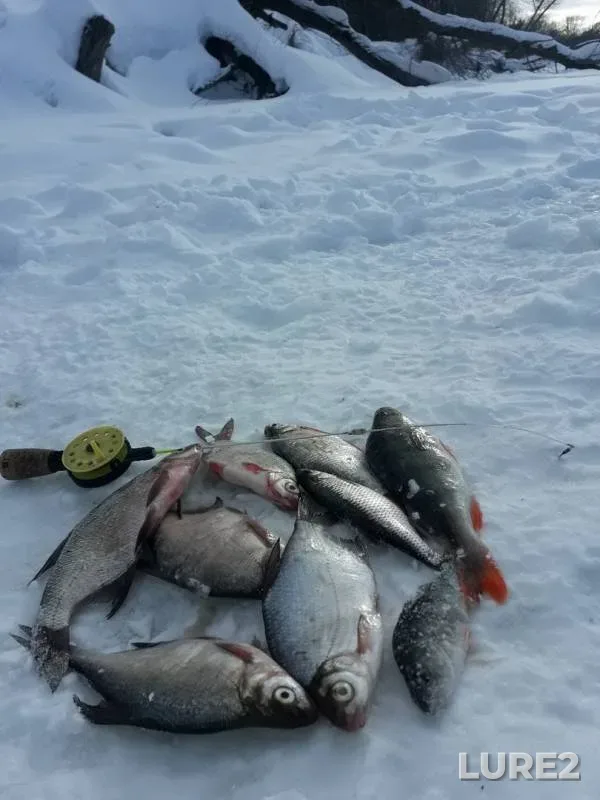 Bream, Perch — Sura, Mar 02, 2019