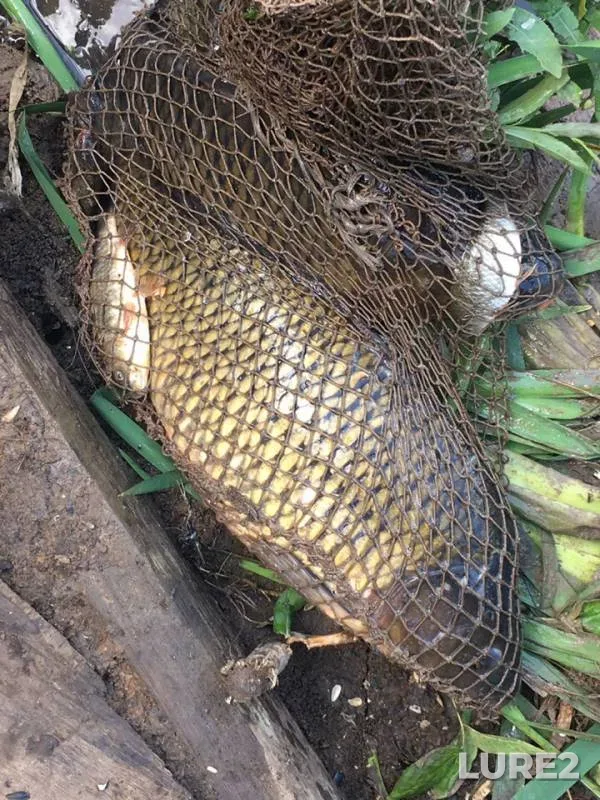 Carp — Belgorodskaya oblast, Jul 28, 2019