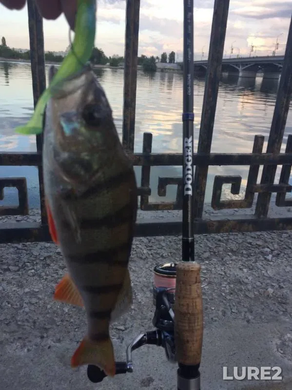 Perch, Zander — Voronezhskoye, Jul 17, 2019