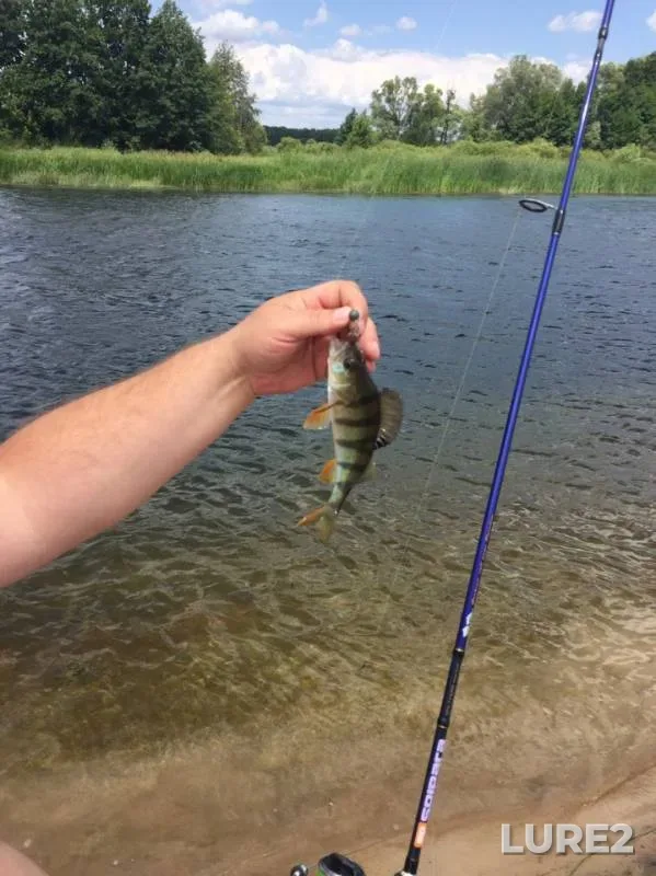 Perch, Pike — Voronezh, Jul 03, 2019