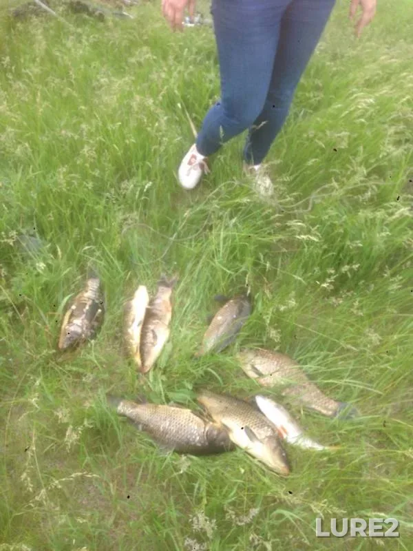 Carp, Perch — Beryozovka, Jun 11, 2019