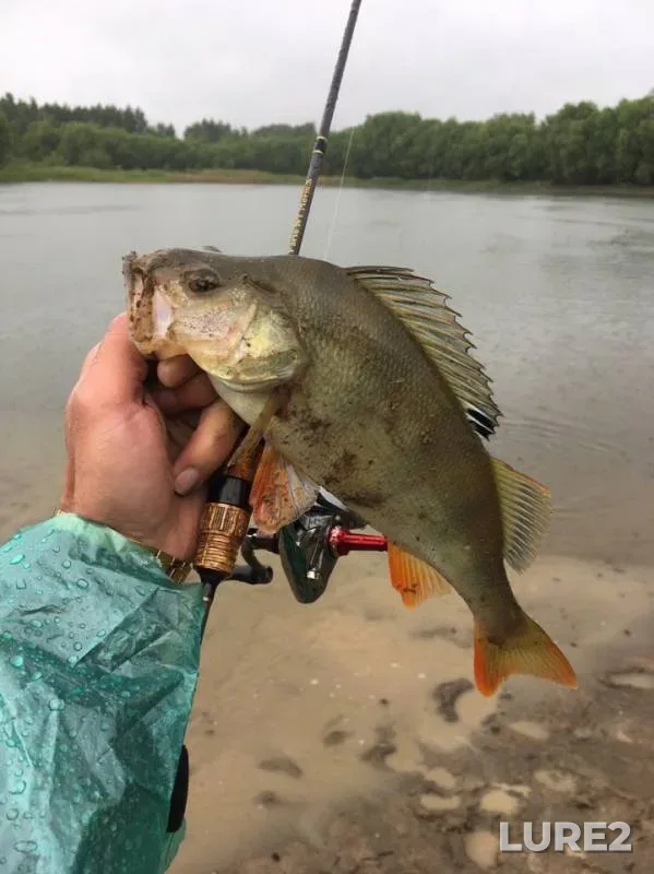 Perch — Svishnya, May 26, 2019