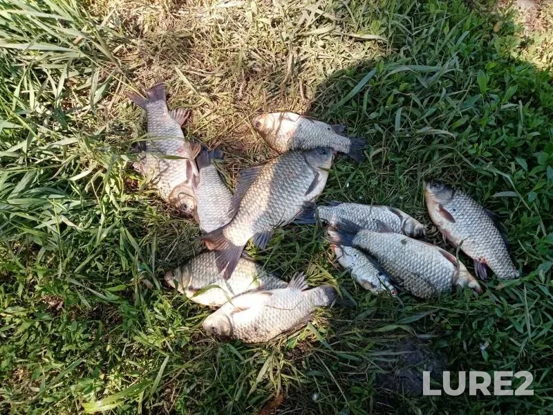 Crucian carp — Voronezh, Jun 05, 2019