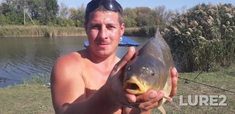 Carp — Voronezhskaya oblast, Sep 07, 2019