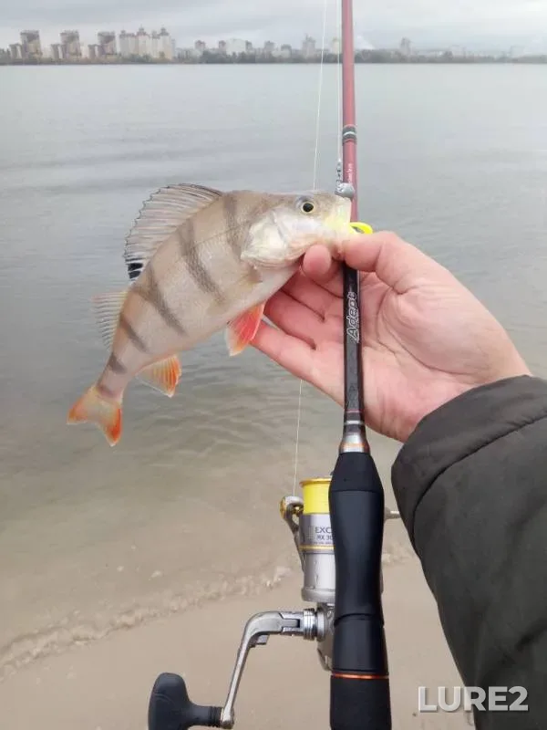 Perch — Voronezhskoye, Oct 07, 2019