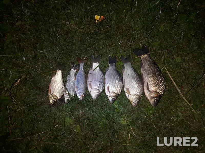 Carp, Crucian carp — Penzenskaya oblast, Jul 03, 2018