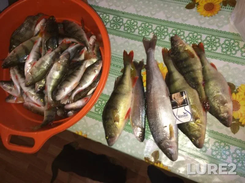 Perch — Baykal, Jan 28, 2019