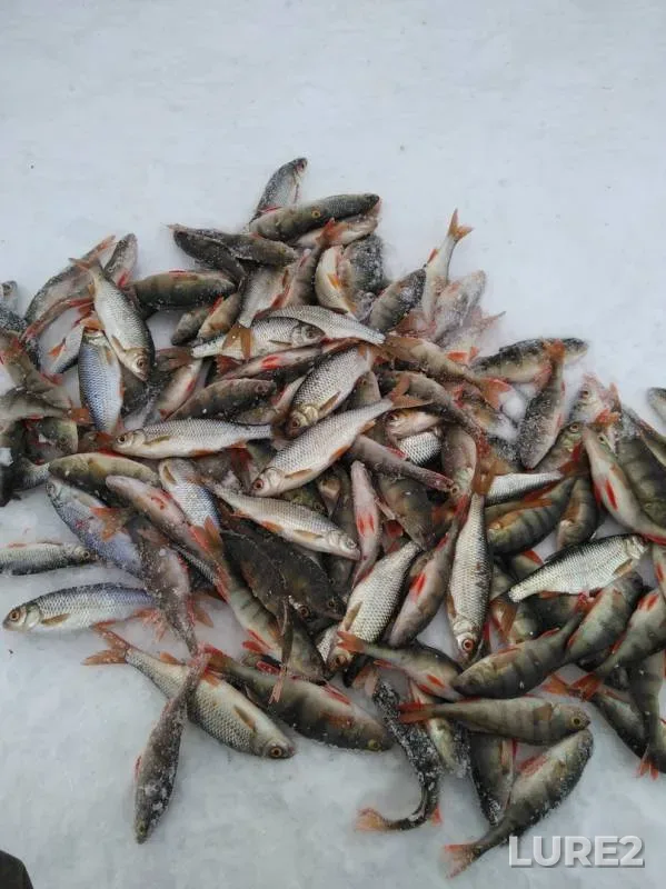 Perch, Roach — Shchuchye, Jan 13, 2019
