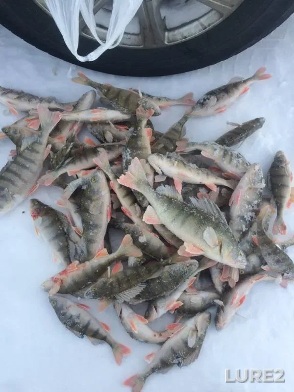 Perch — Baykal, Jan 31, 2019